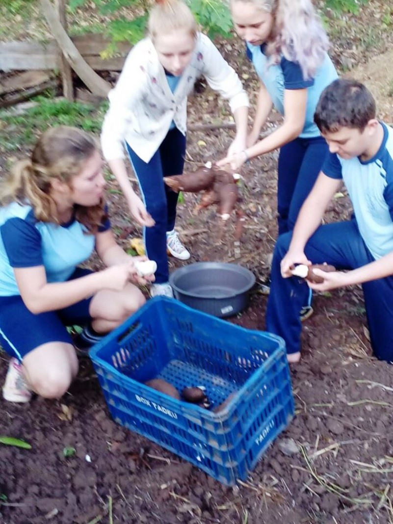 Alunos cultivam mandioca na horta orgânica escolar