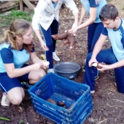 Alunos cultivam mandioca na horta orgânica escolar